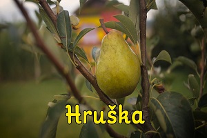 Smejko a Tanculienka - Hruška